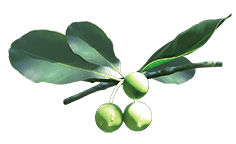 plante Calophylle-massage sport