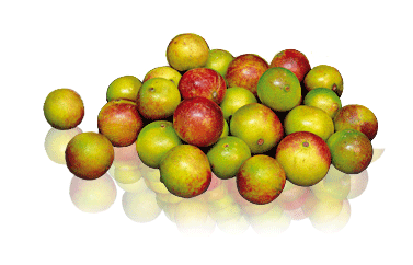 plante Camu camu-Tonus et vitamine C