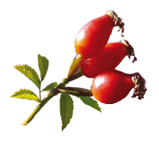 plante Cynorrhodon plante Cynorrhodon