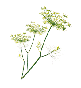plante Fenouil-phytothérapie plante Fenouil-phytothérapie