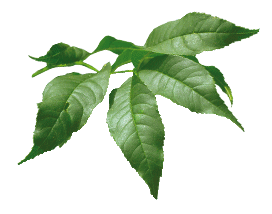 plante Frêne plante Frêne