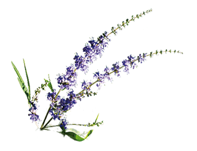 plante Gattilier plante Gattilier