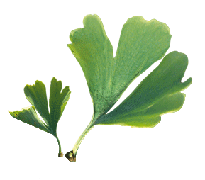 plante Ginkgo-mémoire