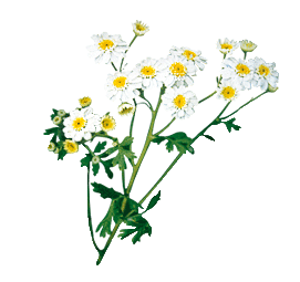 plante Grande camomille-phyto et aroma plante Grande camomille-phyto et aroma