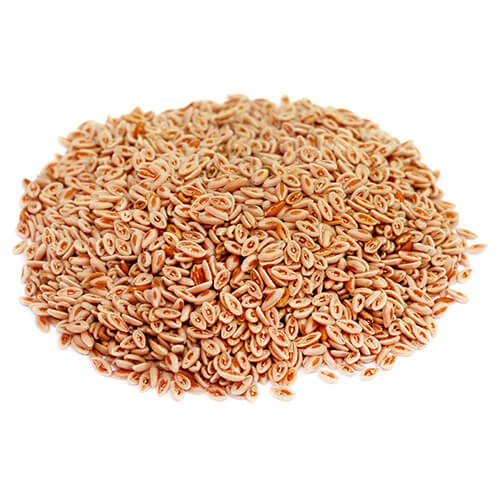 Graines d'Ispaghul