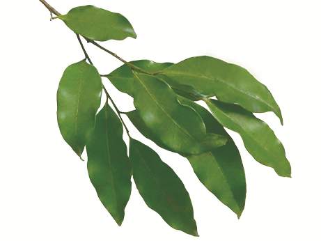 Mandrasavarotra plante Mandrasavarotra plante