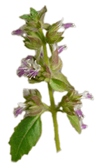 plante Patchouli-huile essentielle