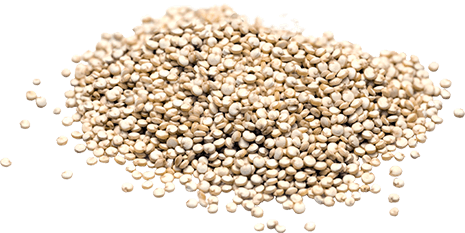 graine Quinoa graine Quinoa