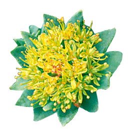 plante Rhodiola-stress et tonus