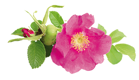 plante Rose musquée plante Rose musquée