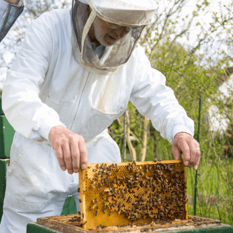 produits de la ruche phytothérapie aromathérapie