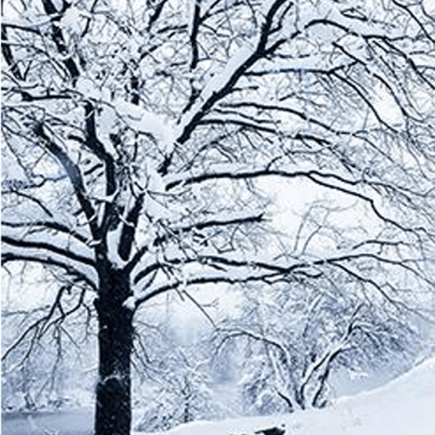 maux de l'hiver phytothérapie aromathérapie