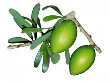 plante Argan massage peau