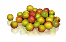 plante Camu camu-Tonus et vitamine C