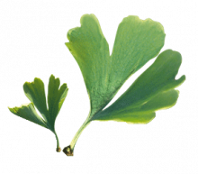 plante Ginkgo-mémoire