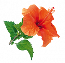 fleur d'hibiscus-minceur