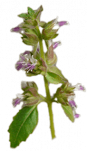 plante Patchouli-huile essentielle