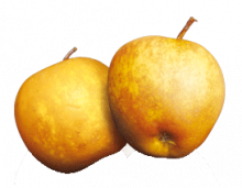 fruit Pectine de pomme-minceur