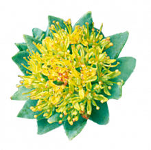 plante Rhodiola-stress et tonus